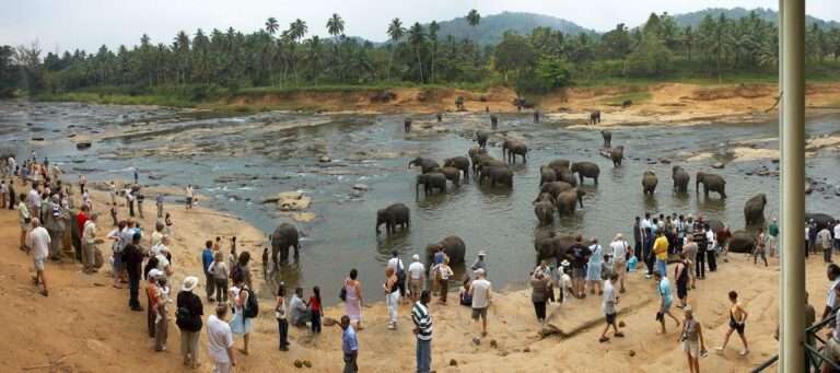 Pinnawala Elephant Orphanage | A Haven for Gentle Giants
