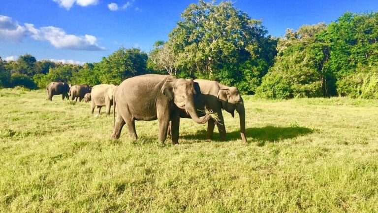 Kadulla National Park | Exploring the Wilderness of East Cost