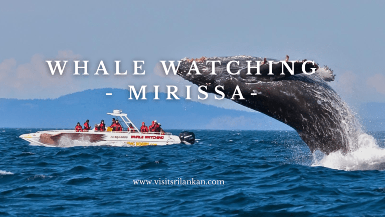 The Best Ocean Adventure – Mirissa
