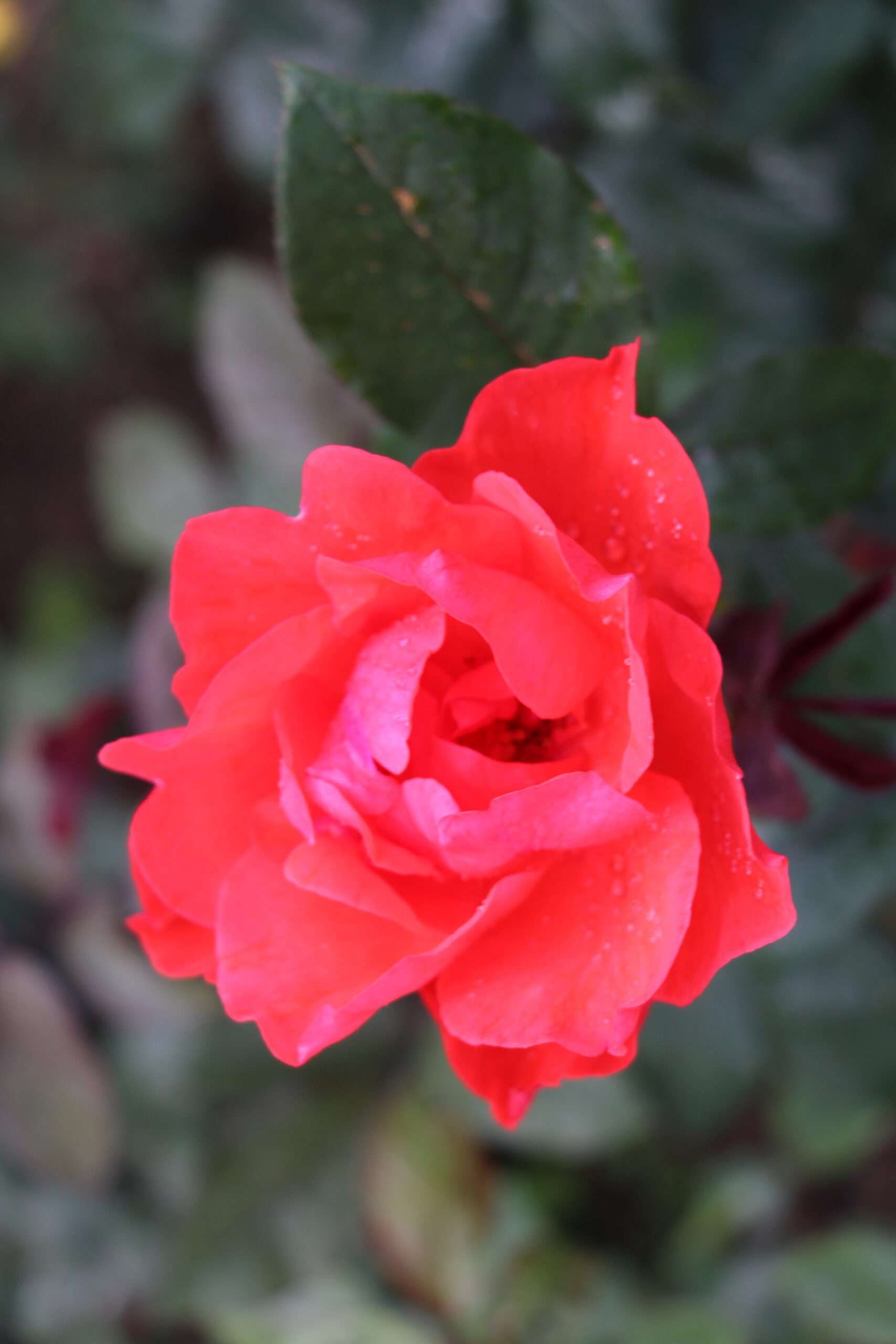 victoria-park-nuwara-eliya-a-tranquil-escape-in-sri-lanka