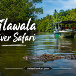 Amazing Nilwala River Safari Experience in Sri Lanka